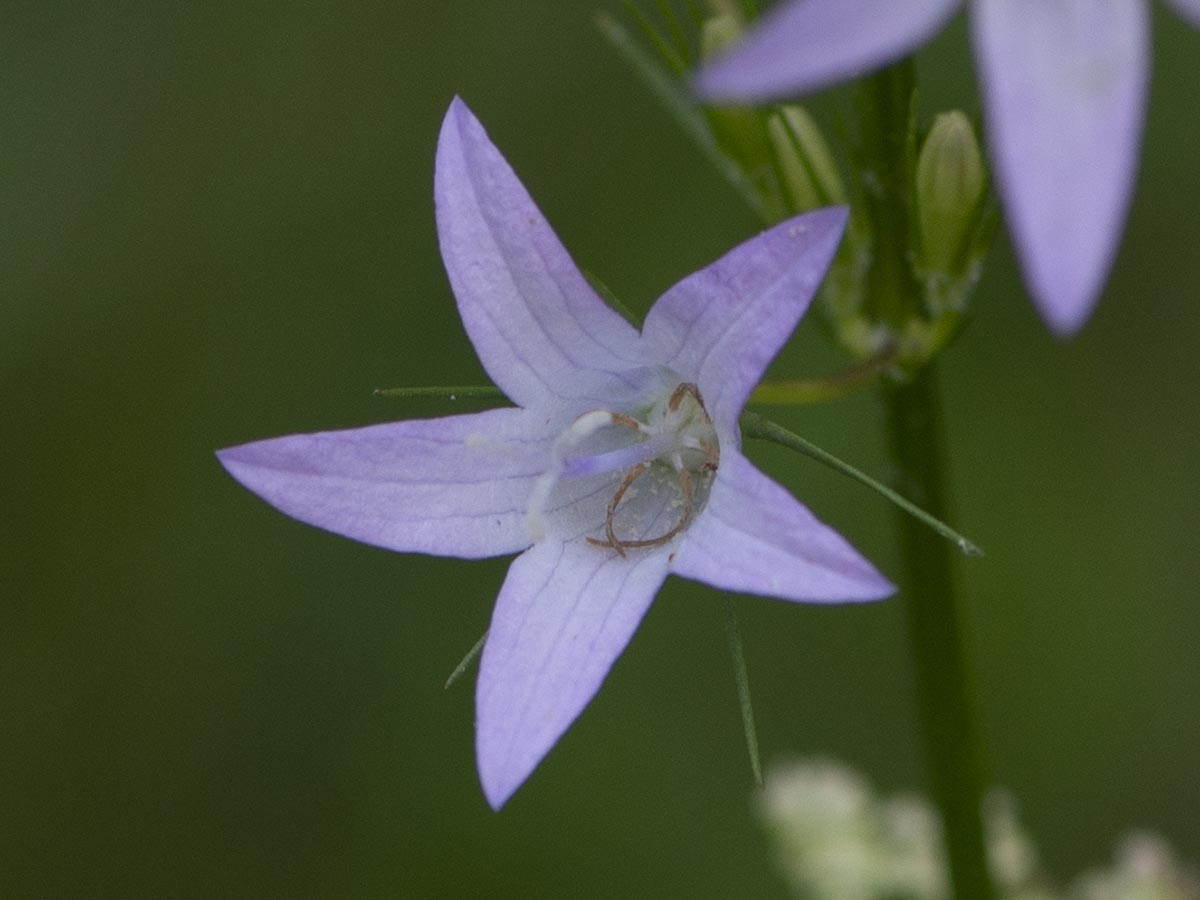 Blüte